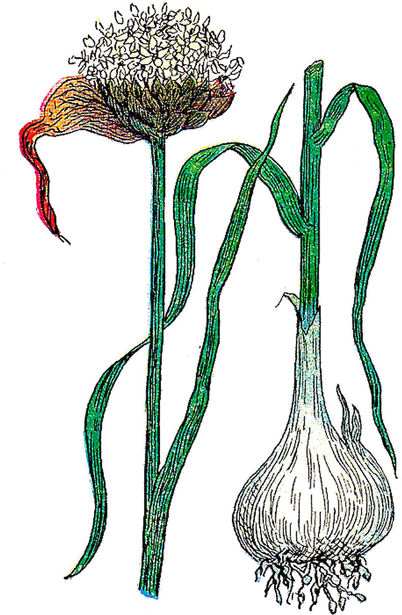 This Is A Vintage 1916 Illustration Of A Garlic Plant - Illustration Garlic Botanical (1073x1519)