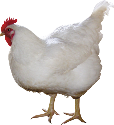 Chicken Thirty-one - Chicken Png (2055x2256)