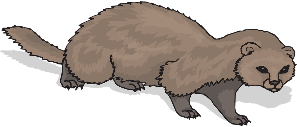 Ferret Clipart Clip Art - Ferret Clipart (960x480)