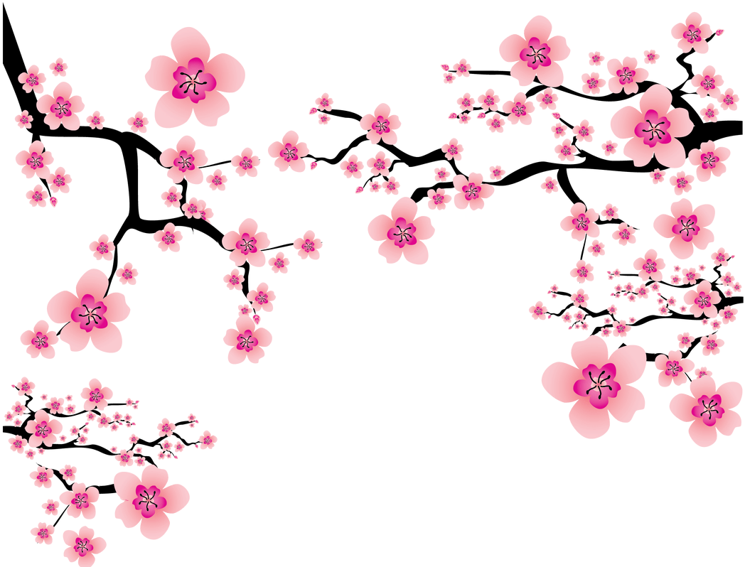 Cherry Blossom Plum Blossom Clip Art Vector Pink Japanese - Cherry Blossom Png (1368x855)