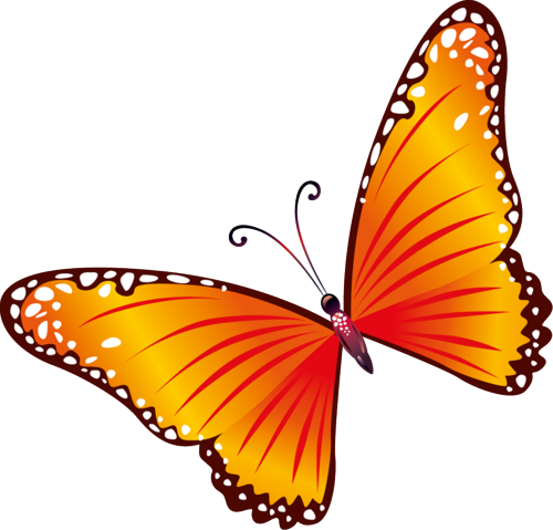 Here We Have Selected The Best Photos - Transparent Background Butterfly Clipart (500x479)
