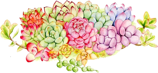 Succulent Plant Floral Design Watercolor Painting - Flower (700x422)