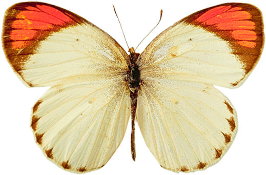 Butterfly Png Image - Butterfly Yellow Png (576x418)
