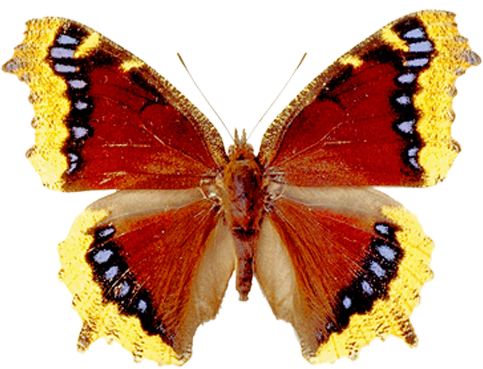 Violin Concerto Beethoven Cd (483x369)