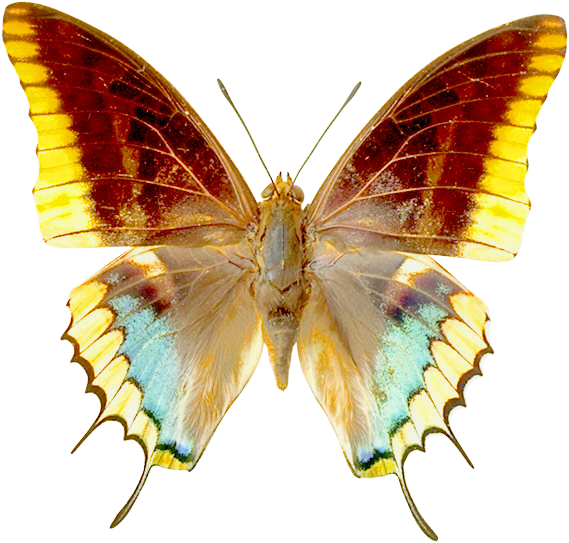 Png Image, Free Picture Download - Butterfly Clip Art Transparent (569x543)