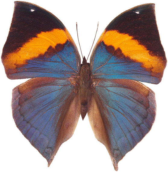 Butterfly Png - Butterflies And Moths (557x571)