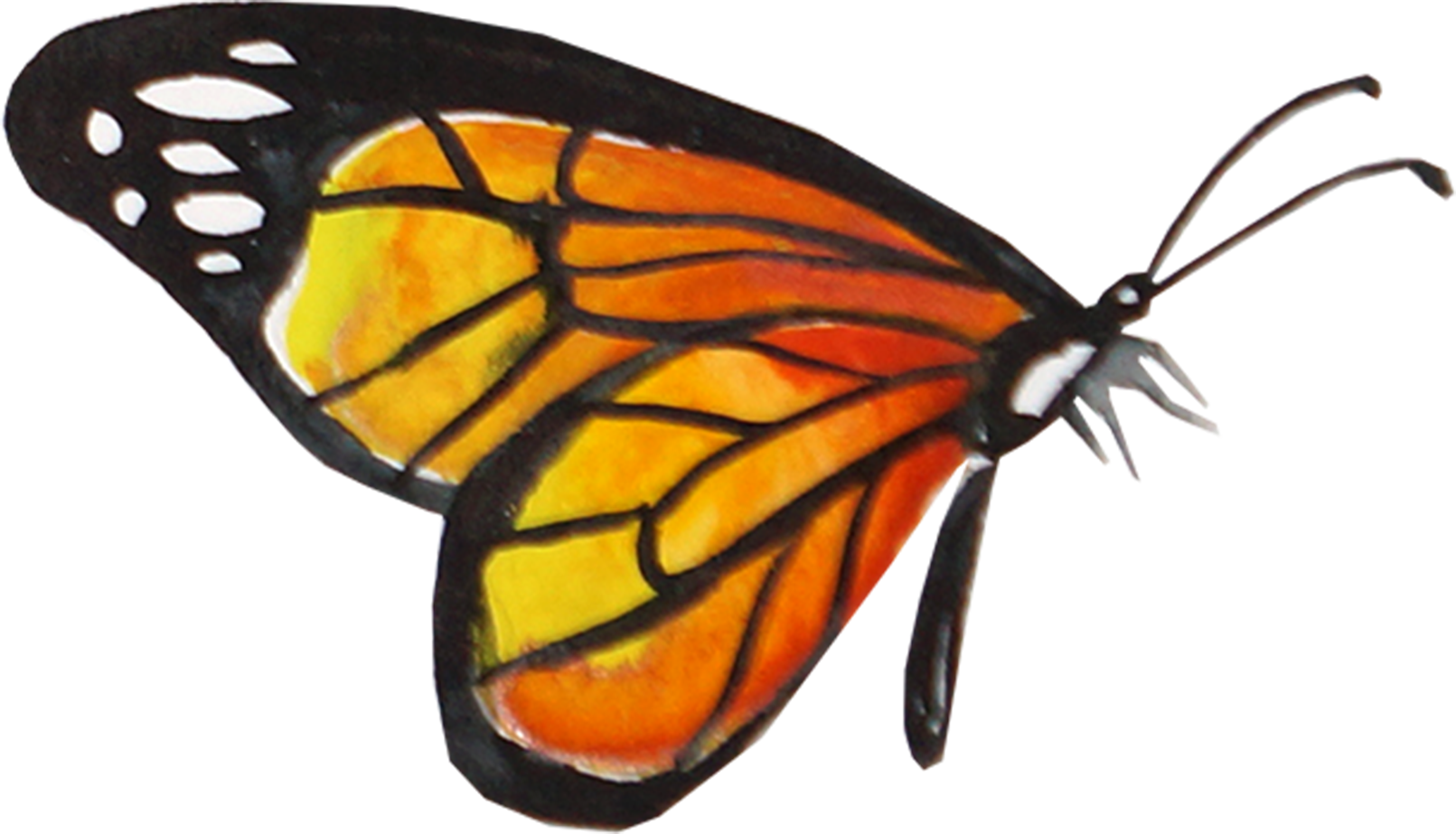 Creative Watercolor Butterfly - Monarch Butterfly Transparent Background (1611x923)