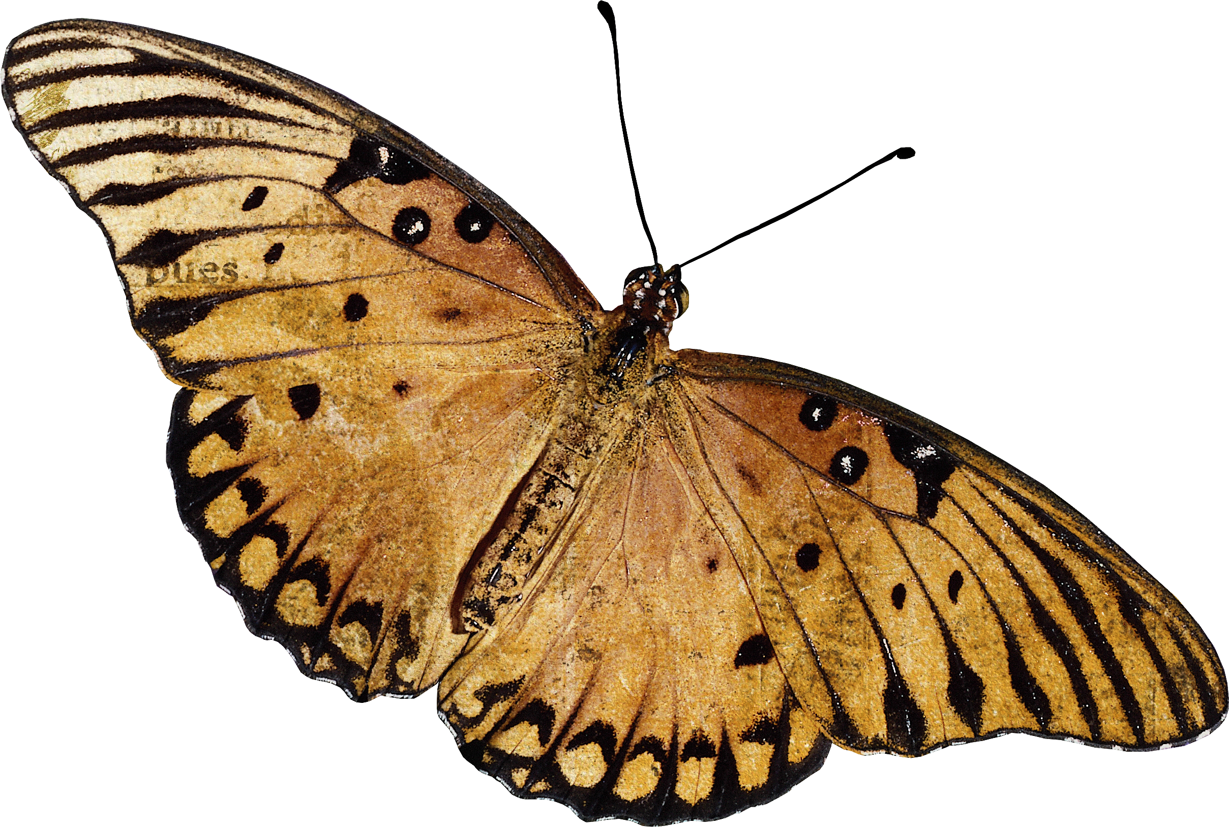 Com Monarch Butterfly Mascara Eyelash Curler Beauty - Portable Network Graphics (2417x1626)