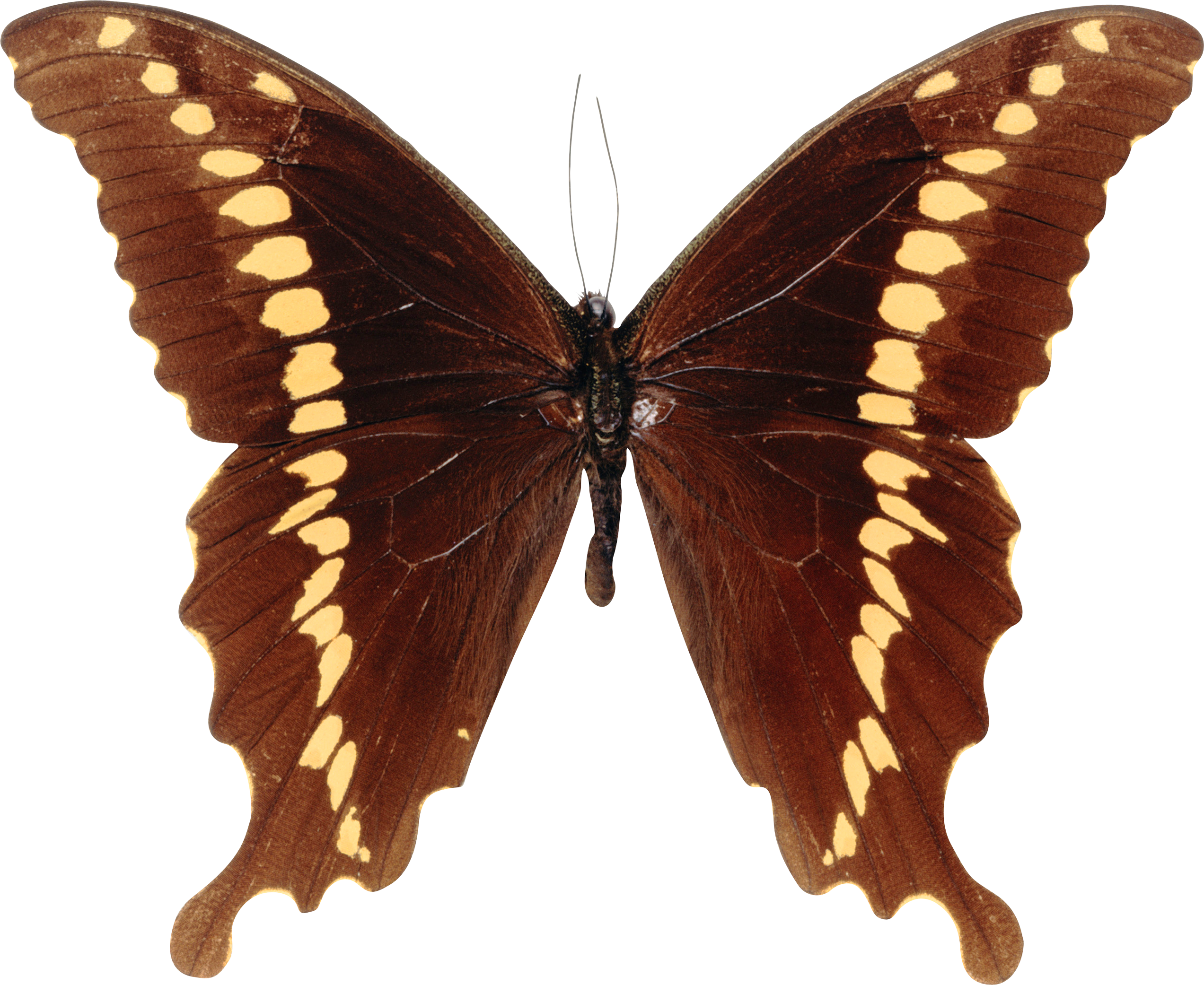 Butterfly Papilioninae Papilio Mackinnoni - Michelle Glennon - Nature 4 Canvas (2545x2083)