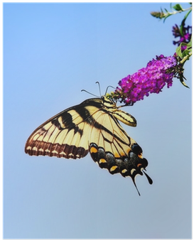 Eastern Tiger Swallowtail Butterfly On Butterfly Bush - Eastern Tiger Swallowtail (400x400)