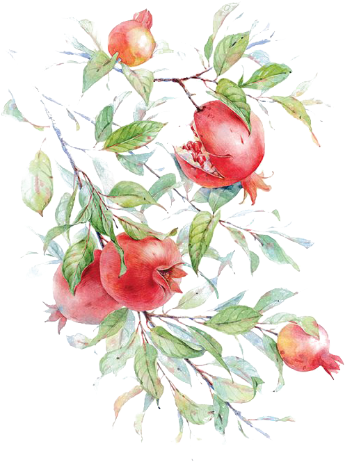 Watercolor Painting Pomegranate Drawing Flower Painting - نقاشی ساده با ابرنگ (564x721)