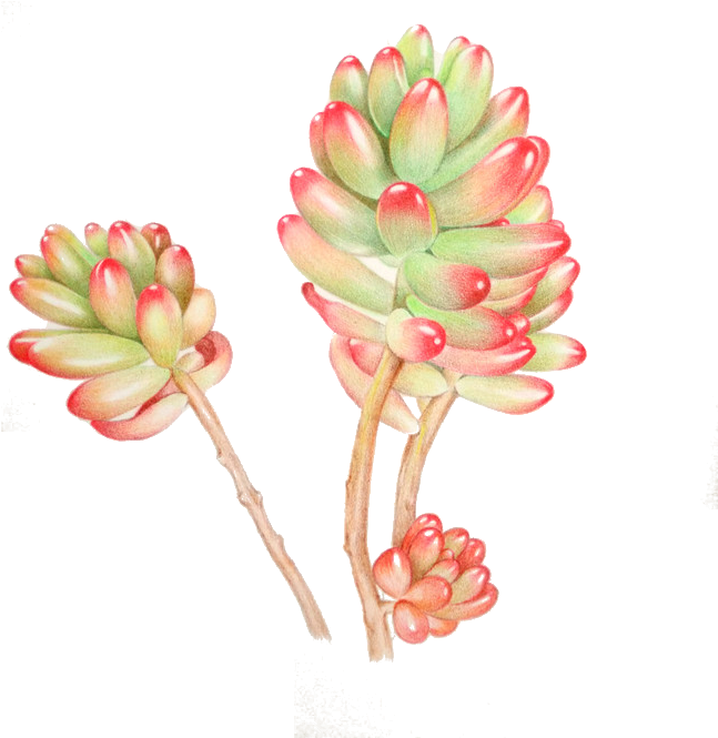 Succulent Plant Watercolor Painting - Watercolor Painting (700x780)