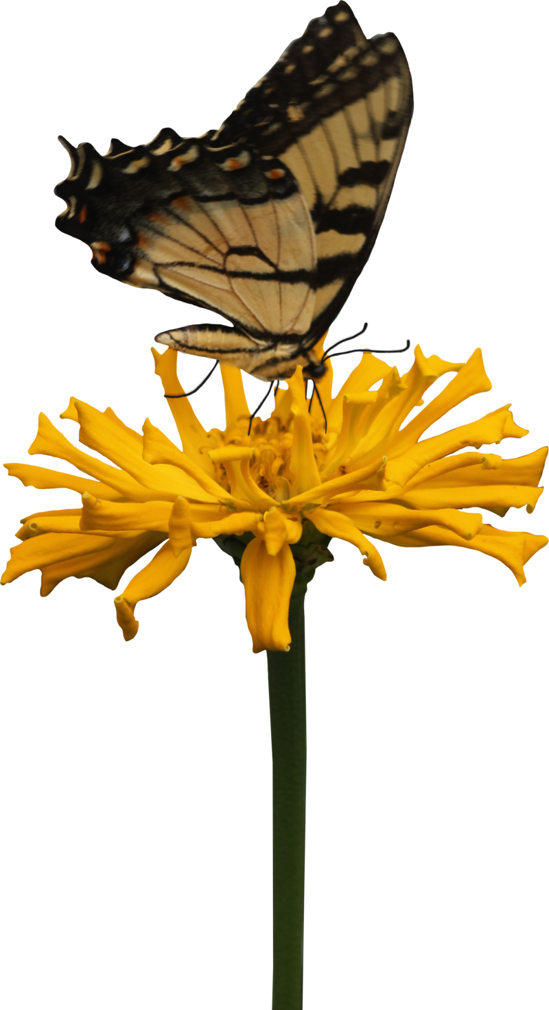 Yellow Zinnia And Butterfly Png By Thy Darkest Hour - Butter Fly Png (800x1473)