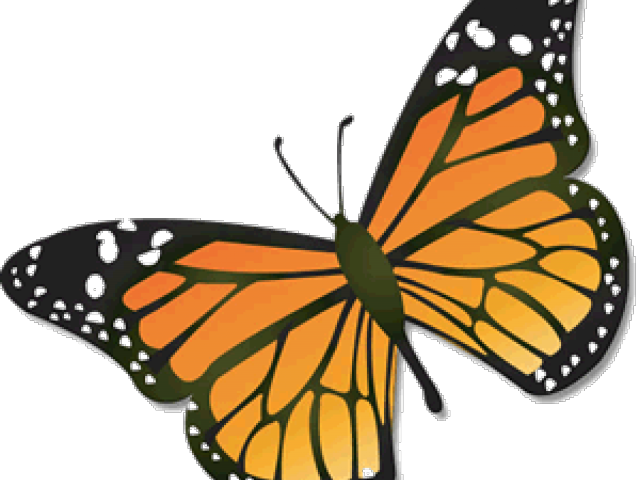 Monarch Butterfly Clipart August - Monarch Butterfly Clip Art (640x480)