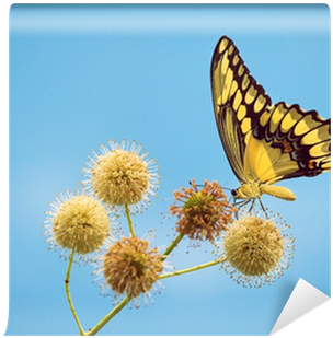 Giant Swallowtail Butterfly Feeding On Buttonbush Flowers - Buttonbush (400x400)