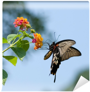 Swallowtail Butterfly Flying And Feeding Under Blue - Butterfly Flying (400x400)