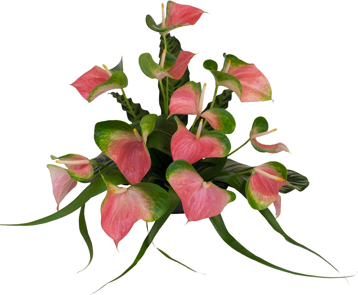 Anthurium Png Flowers (1200x1138)