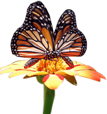 Monarch Butterfly Polinating A Flower - Monarch Butterfly (372x396)