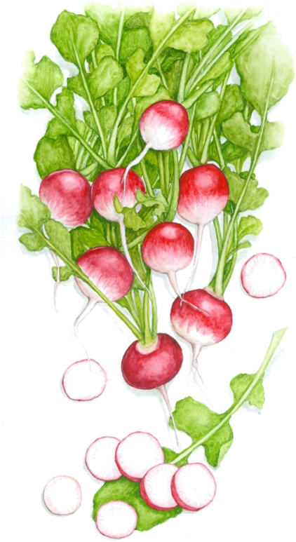 Watercolor Painting Drawing Art - Watercolor Painting Drawing Art (443x800)