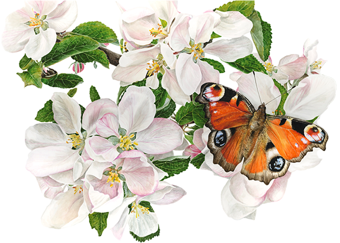 Watercolours With Wow - Blossom Apple Watercolor (700x515)