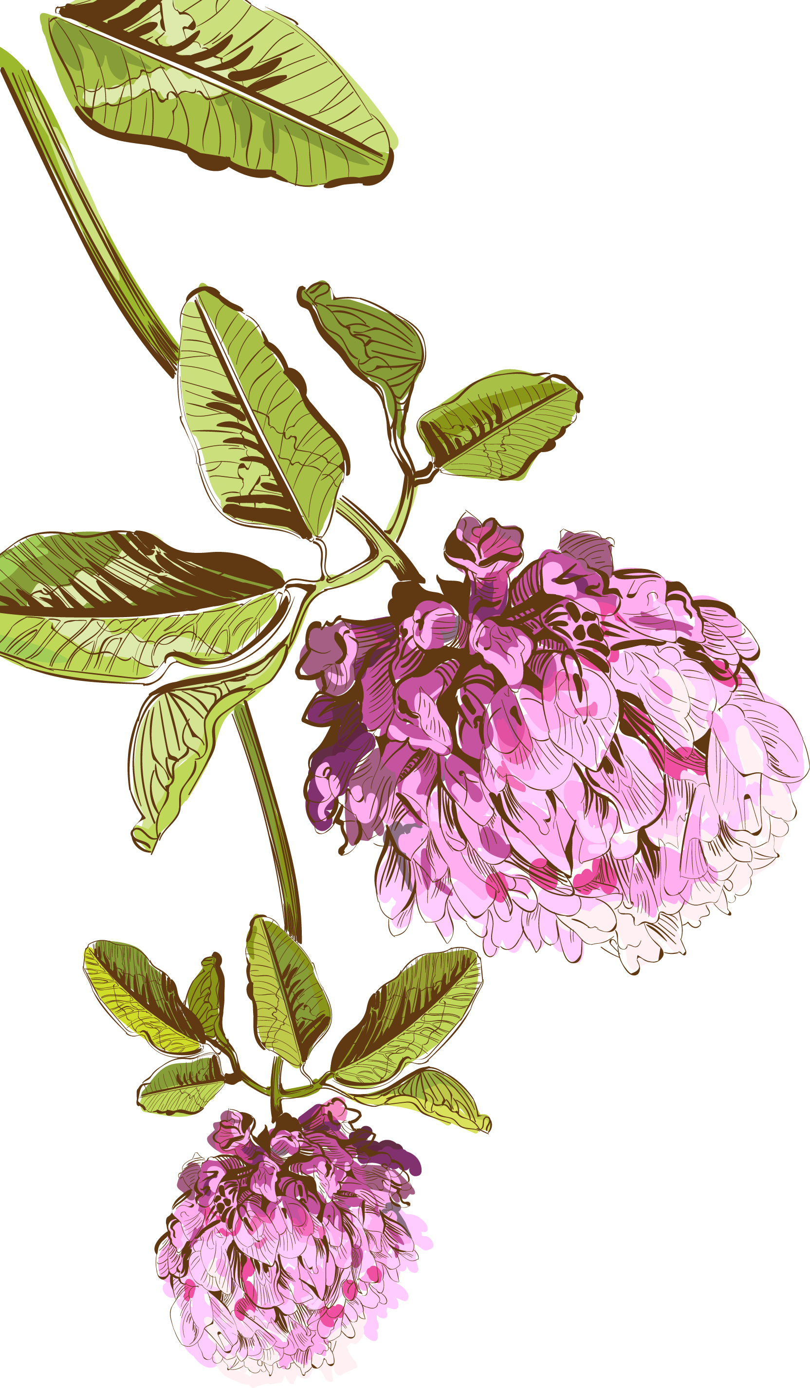 Floral Design Watercolor Painting Drawing - Oli Essenziali E Piante Aromatiche Per La Tua Salute (1664x2852)