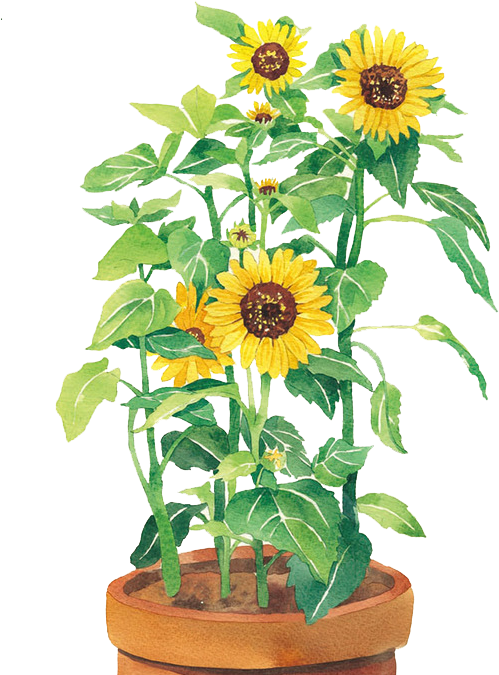 Watercolor Painting Common Sunflower U58a8u7da0 - Watercolor Painting (528x686)