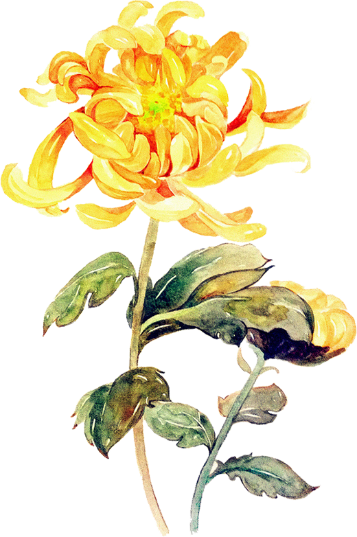 Watercolor Painting Chrysanthemum Illustration - 手繪 菊花 (520x782)
