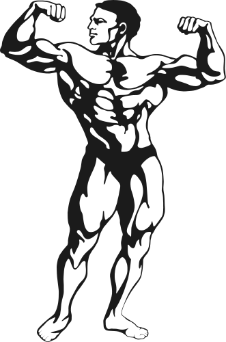 Fitness Muscle Man - Bodybuilder Clipart (331x500)