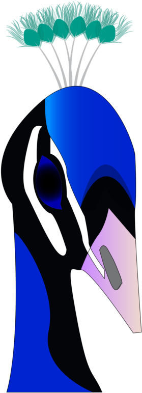 New Peacock Clipart Images Black And White Photos - Blue Peacock Shower Curtain (334x800)