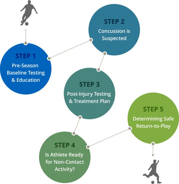 Impact Concussion Information - Impact Concussion Management Model (600x617)