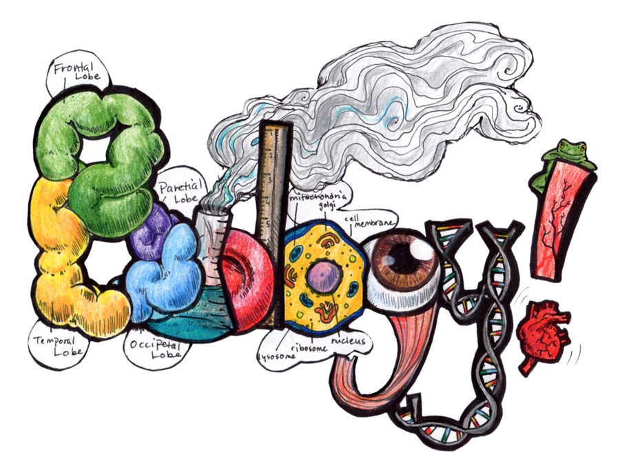 Biology By Artisticaviary Biology By Artisticaviary - Student (900x666)