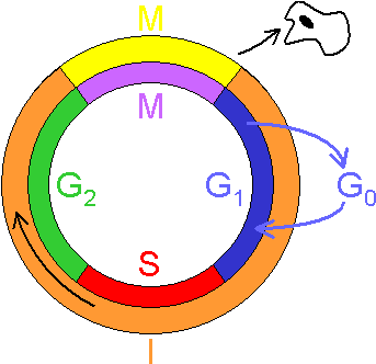 Biology Anchor Charts - Three Cell Cycle Checkpoints (358x347)