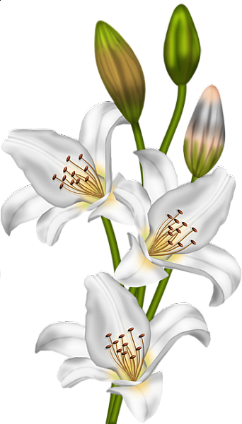 Lilium Regale Clipart - Lilium White Png (342x600)