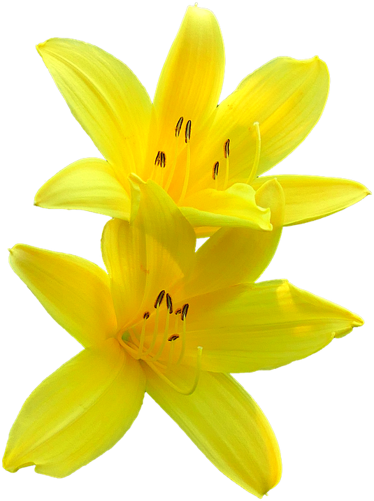 Pixel, White Lilies, Background - Yellow Lilies Png (720x720)
