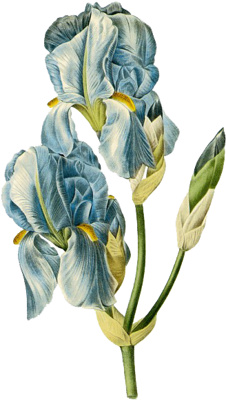 手绘盛开鸢尾花蓝色 - Pierre Joseph Celestin Redouté Iris Pale : Iris Pallida (348x600)