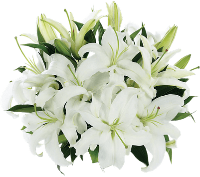 3d White Lilies, Image Victoria Drake - White Lily Bouquet Png (400x400)