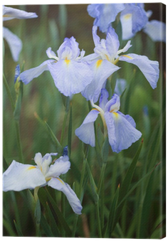 Cuadro En Lienzo Iris Luz Mizuno • Pixers® - Iris Japonica (400x400)