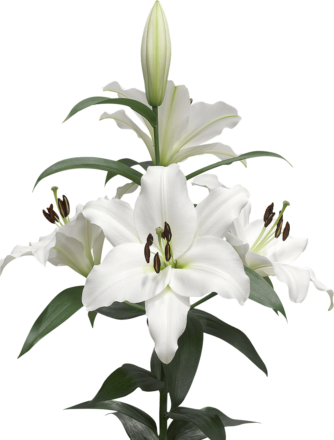 A Few Lilies Transparent Png - Lilies Png (1200x1600)