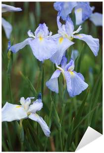 Vinilo Pixerstick Iris Luz Mizuno • Pixers® - Iris Japonica (400x400)