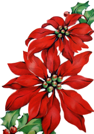 Poinsettia (353x471)