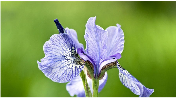 Iris Versicolor (600x600)