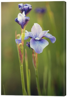 Iris Versicolor (400x400)