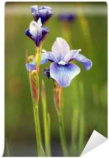 Iris Versicolor (400x400)