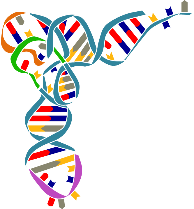 Synthetic Biology Klas Rh Klas Mpikg Mpg De - Secondary And Tertiary Structure Of Trna (666x718)