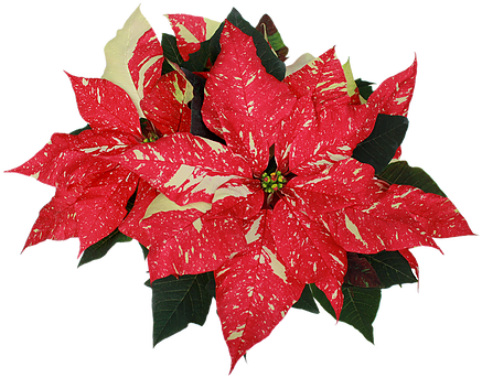 Jingle Bell Poinsettia - Christmas Day (517x390)