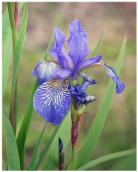 Siberian Iris (400x400)