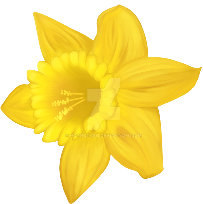 Daffodil By Notnotash - Welsh Daffodil Clip Art (902x886)