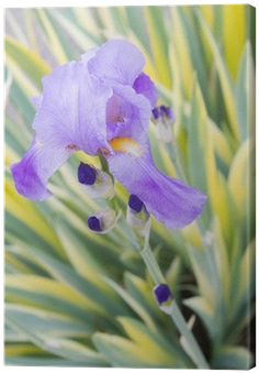 Iris Pallida 'variegata' (400x400)