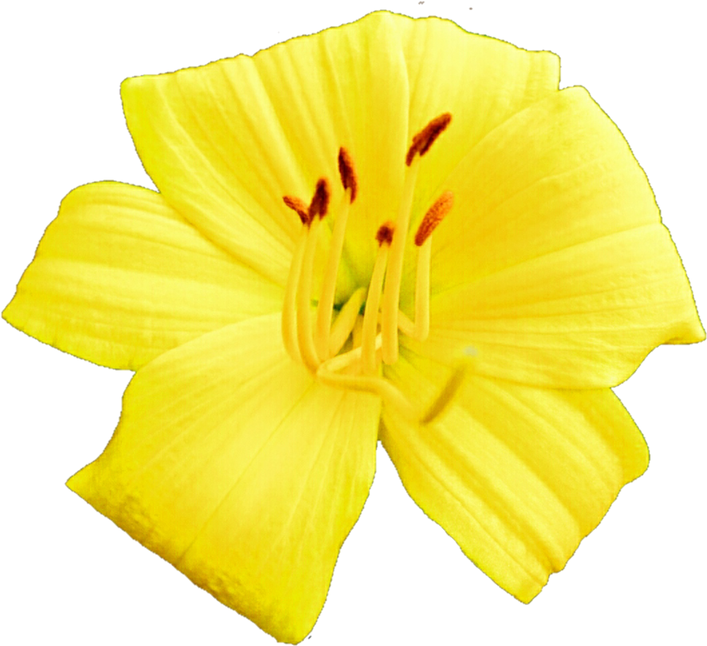 Sunny Daylily By Jeanicebartzen27 Sunny Daylily By - Primrose (1024x926)