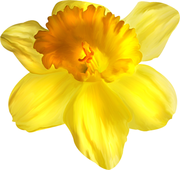 Tcflowers Garden Roses Balashikha Petal - Zheleznodorozhny (600x567)